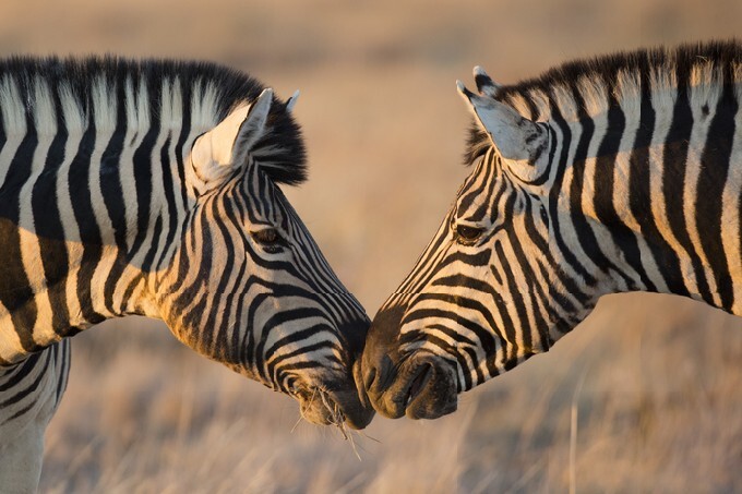 Plains zebras greeting, Etosha, Namibia